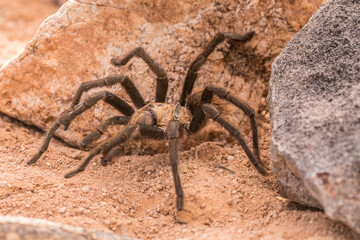 USA, Arizona, Santa Cruz County. Close-up of tarantula.