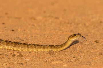 USA, Arizona, Santa Cruz County. Black-tailed rattlesnake tasting with tongue.