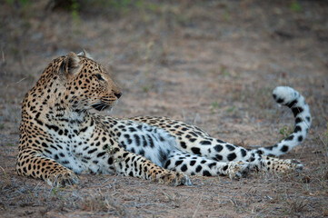 A wild leopard seen on a safari in Kruger National Park