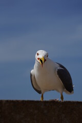 Möve Gull, blue background