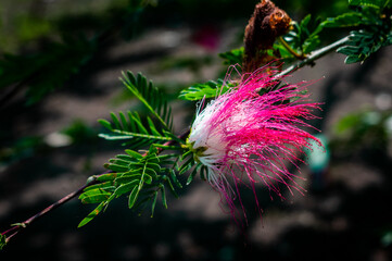 flor de calliandra brevipes 