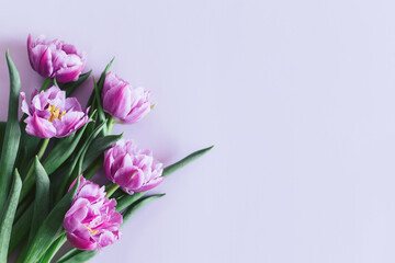 Fototapeta premium Tender violet tulips on pastel violet background. Greeting card for Women's day.