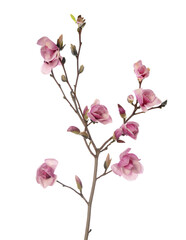 Naklejka na ściany i meble Pink magnolia flower