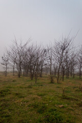 Arboles en un campo con niebla