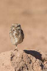Arizona. A burrowing owl, Athene cunicularia hypugaea, stands atop the berm near its burrow in the agricultural lands around northwest Phoenix.