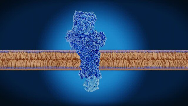 The T-cell receptor on a cell membrane. A G-protein is intracellularly attached, loopable turntable animation. Source: PDB entry 6jxr