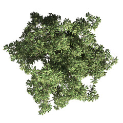 Obraz premium VEGETATION TOP VIEW - TREES AND BUSHES IN PLAN