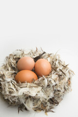 chicken eggs in a nest of feathers