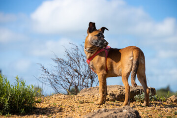 Full body portrait of a young female brown puppy on alert and the sky