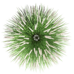 VEGETATION TOP VIEW - TREES AND BUSHES IN PLAN