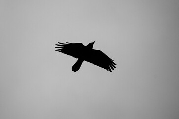Silhouette of a crow with wide-spread wings