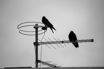 Crows sitting on the antenna