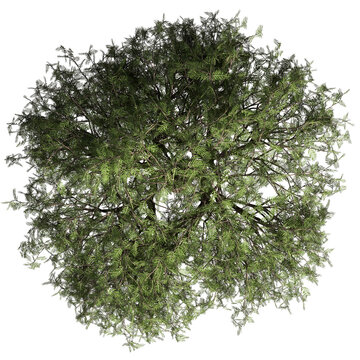 VEGETATION TOP VIEW - TREES AND BUSHES IN PLAN