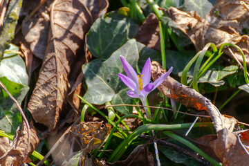 Crocus tommasinianus, the woodland or early crocus