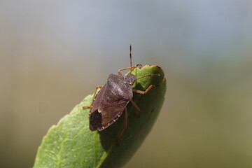 Green shield bug (Palomena prasina) of the family Pentatomidae in its brown winter colours on a leaf of Japanese spindle (Euonymus japonicus) in Dutch garden. March, Netherlands.