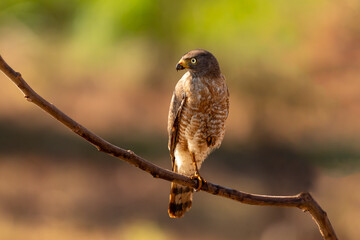 free brazilian hawk in nature