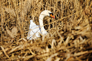 Fototapeta premium A Mute Swan (cygnus olor) in the Ziegeleipark, Heilbronn, Germany