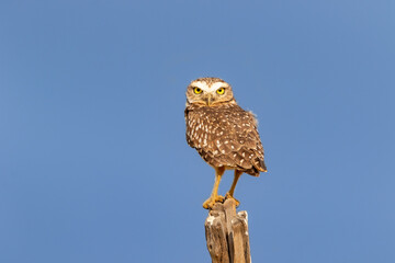 free brazilian owl in nature