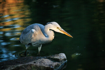 Grey Heron (Ardea cinerea) is hunting, Graureiher