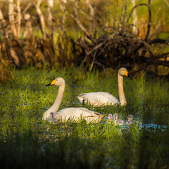 A beautiful family of wild whooper swand in wetlands. Adult birds with cygnets swimming in water. Beautiful springtime scenery with cygnus cygnus family.