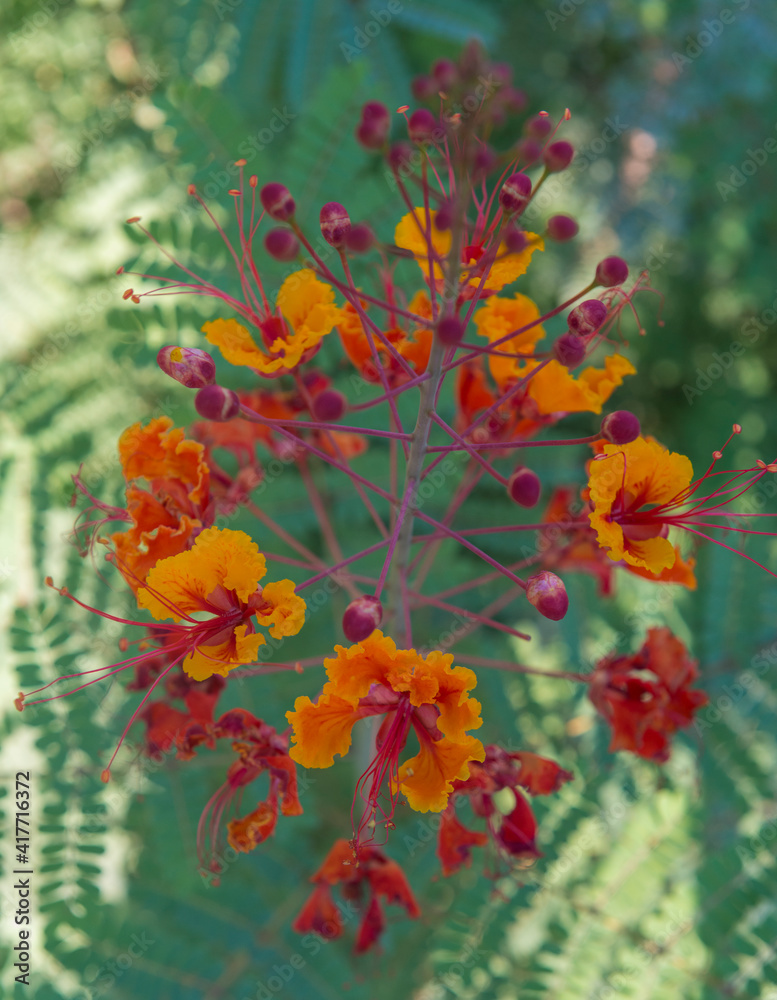 Poster Orange and red circular flower, Red Bird of Paradise, Desert Botanical Gardens, Phoenix, Arizona.