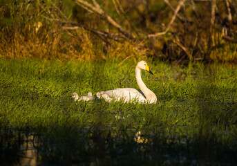 A beautiful family of wild whooper swand in wetlands. Adult birds with cygnets swimming in water. Beautiful springtime scenery with cygnus cygnus family.