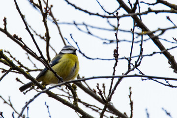 Blaumeise auf Ast