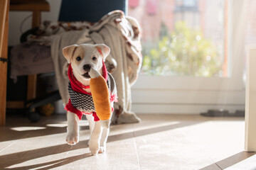 Young female mixed dog puppy wearing a sweater and playing with a toy at home