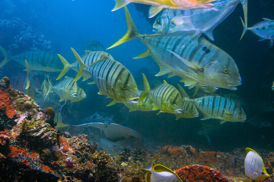 Swimming Tropical yellow fish Golden Trevally, Gnathanodon speciosus, Seychelles.