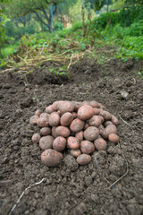 Pile of newly harvested potatoes - Solanum tuberosum on field. Harvesting potato roots from soil in homemade garden. Organic farming, healthy food, BIO viands, back to nature concept.