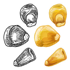 Grains corn. Vector color vintage hatching illustration isolated on a white