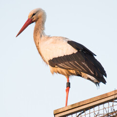 Storch