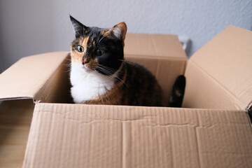 Fototapeta premium dark brown cat sits at home in an empty cardboard box, plays, the concept of games and leisure pets, keeping and caring for animals
