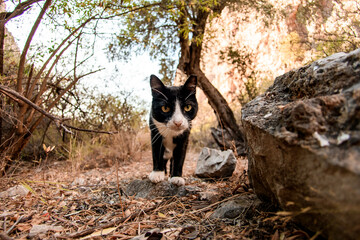 close-up of cat head walking along the lycian trail in Turkey