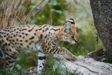 Serval Jungtier