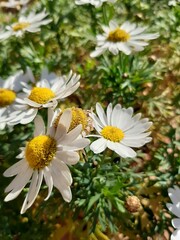 daisies in a garden