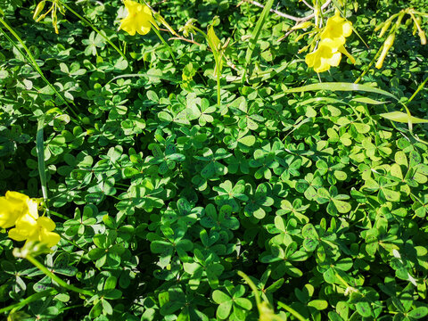 set of clovers with flower on the mountain