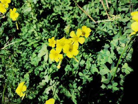 set of clovers with flower on the mountain