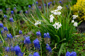 White bell flowers with green leaves in the garden.