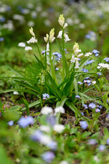 White bell flowers with green leaves in the garden.