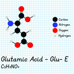 Glutamic acid - Glu - E - Amino Acid molecular formula and chemical structure. 2D Ball and stick model on school paper sheet background. EPS10

