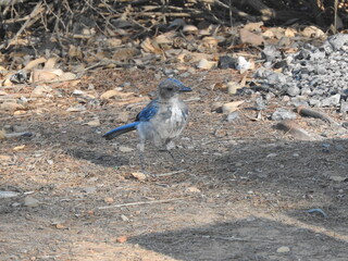 Western scrub-jay foraging for food in the Los Padres National Forest, Ventura County, California.