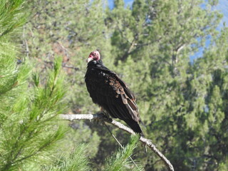 A turkey vulture perched on a branch in the Los Padres National Forest, Ventura County, California.