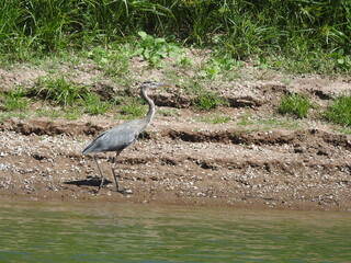 Fototapeta premium A Great Blue Heron standing on the shores of Lake Casitas, in Ventura County, California.
