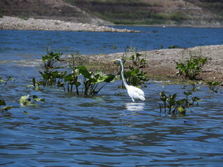 Great white egret along the shores of Lake Casitas in Ventura County, California.
