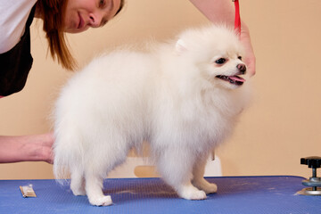 the pomeranian stands on the table and is cared for by a home groomer