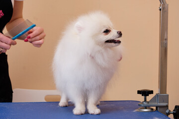 pomeranian stands on the table next to a woman's hands with a comb