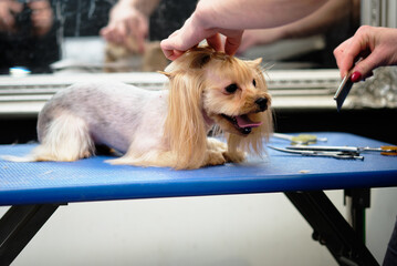 the animal master does the hair of a Yorkshire Terrier with an Asian haircut. Grooming tools on the table