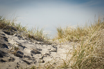 Sand dunes, gass and sea on the beach of Romo, Denmark