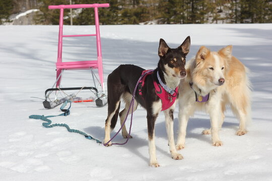 border collies dogs with kicksled. The dogs can easily pull the sled.
